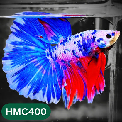 Multicolor Halfmoon Male Betta Fish | Order Directly From Farm | You Pick Fish