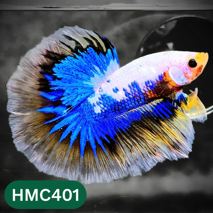Multicolor Halfmoon Male Betta Fish | Order Directly From Farm | You Pick Fish