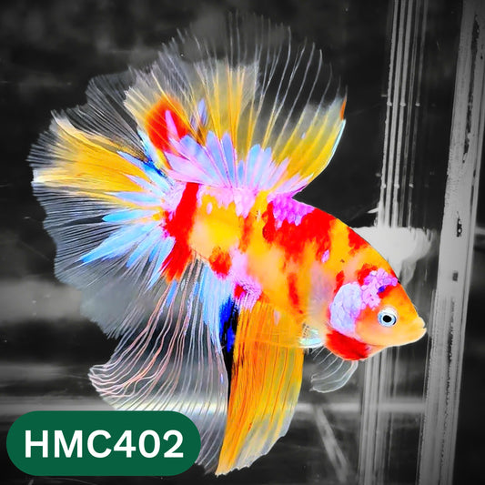 Multicolor Halfmoon Male Betta Fish | Order Directly From Farm | You Pick Fish
