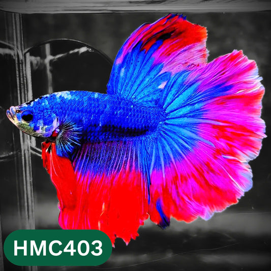 Multicolor Halfmoon Male Betta Fish | Order Directly From Farm | You Pick Fish