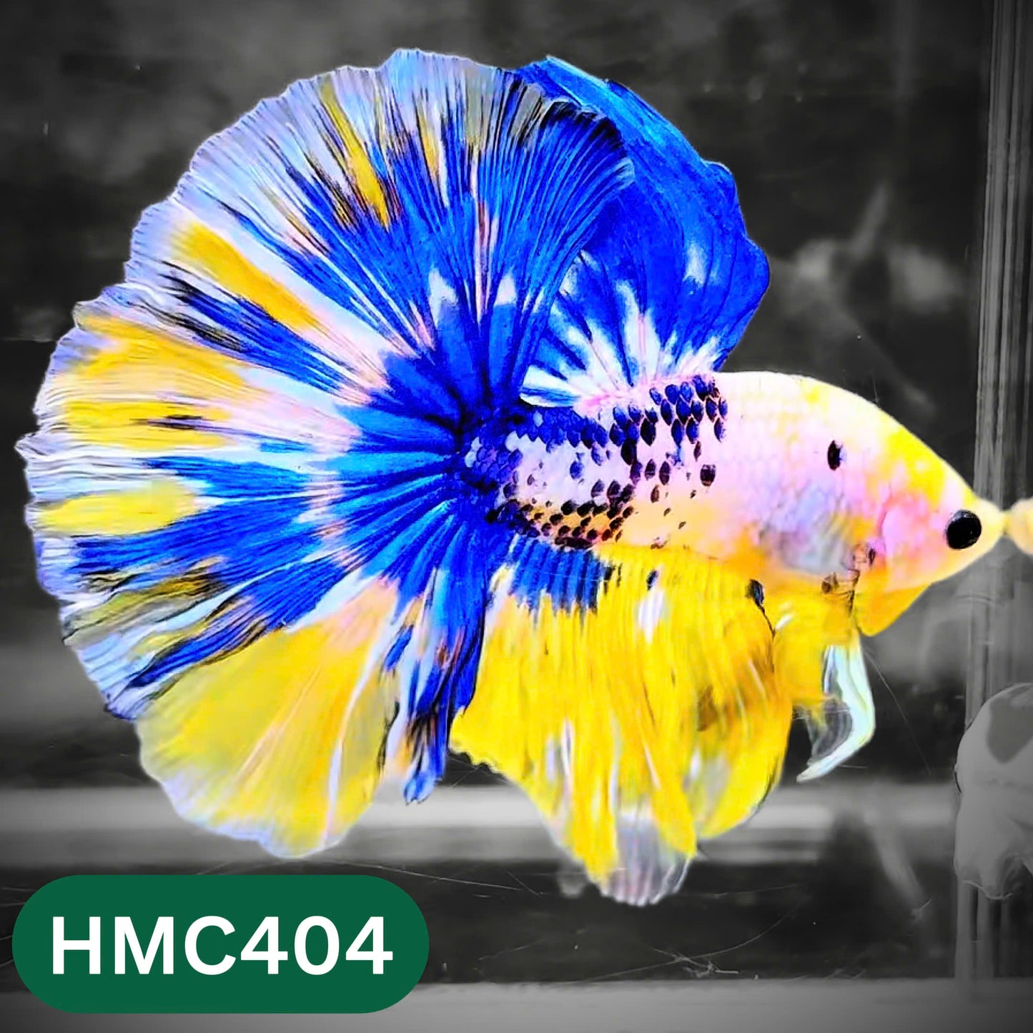 Multicolor Halfmoon Male Betta Fish | Order Directly From Farm | You Pick Fish