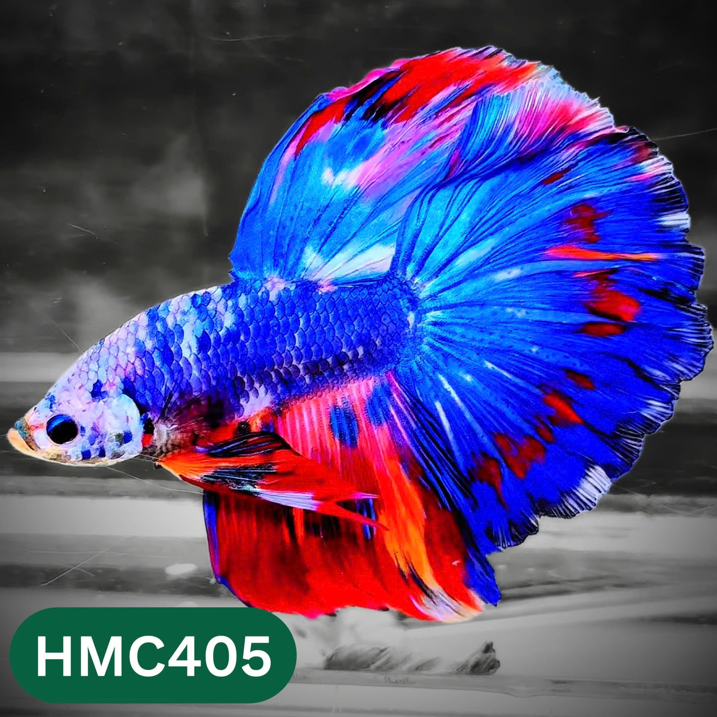 Multicolor Halfmoon Male Betta Fish | Order Directly From Farm | You Pick Fish