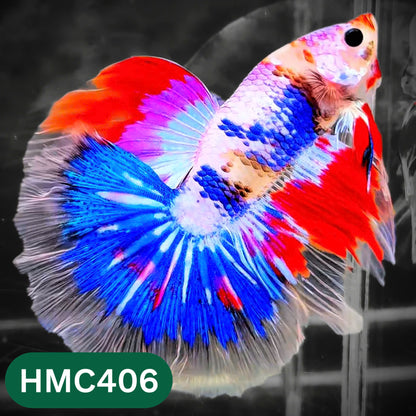 Multicolor Halfmoon Male Betta Fish | Order Directly From Farm | You Pick Fish