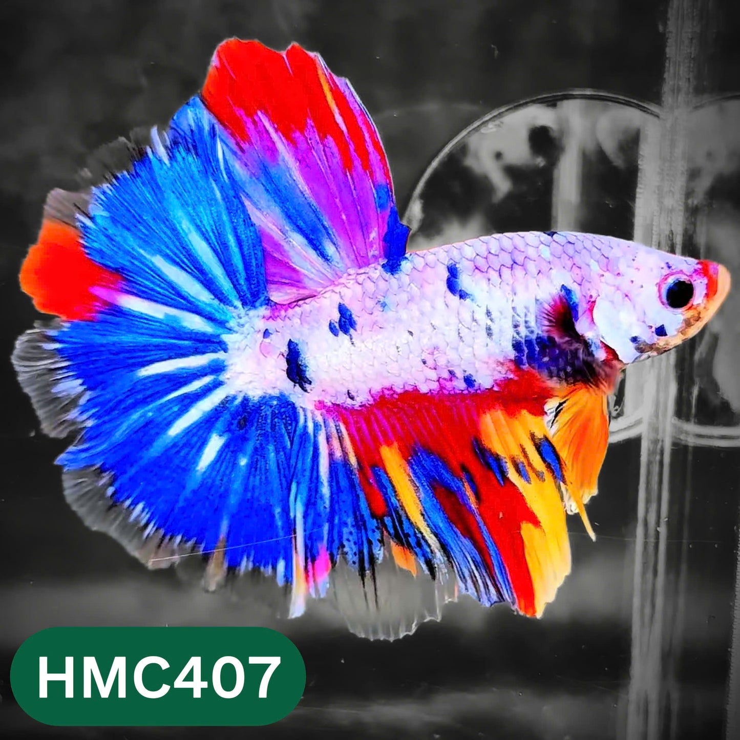 Multicolor Halfmoon Male Betta Fish | Order Directly From Farm | You Pick Fish