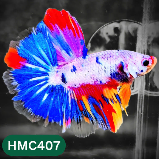 Multicolor Halfmoon Male Betta Fish | Order Directly From Farm | You Pick Fish