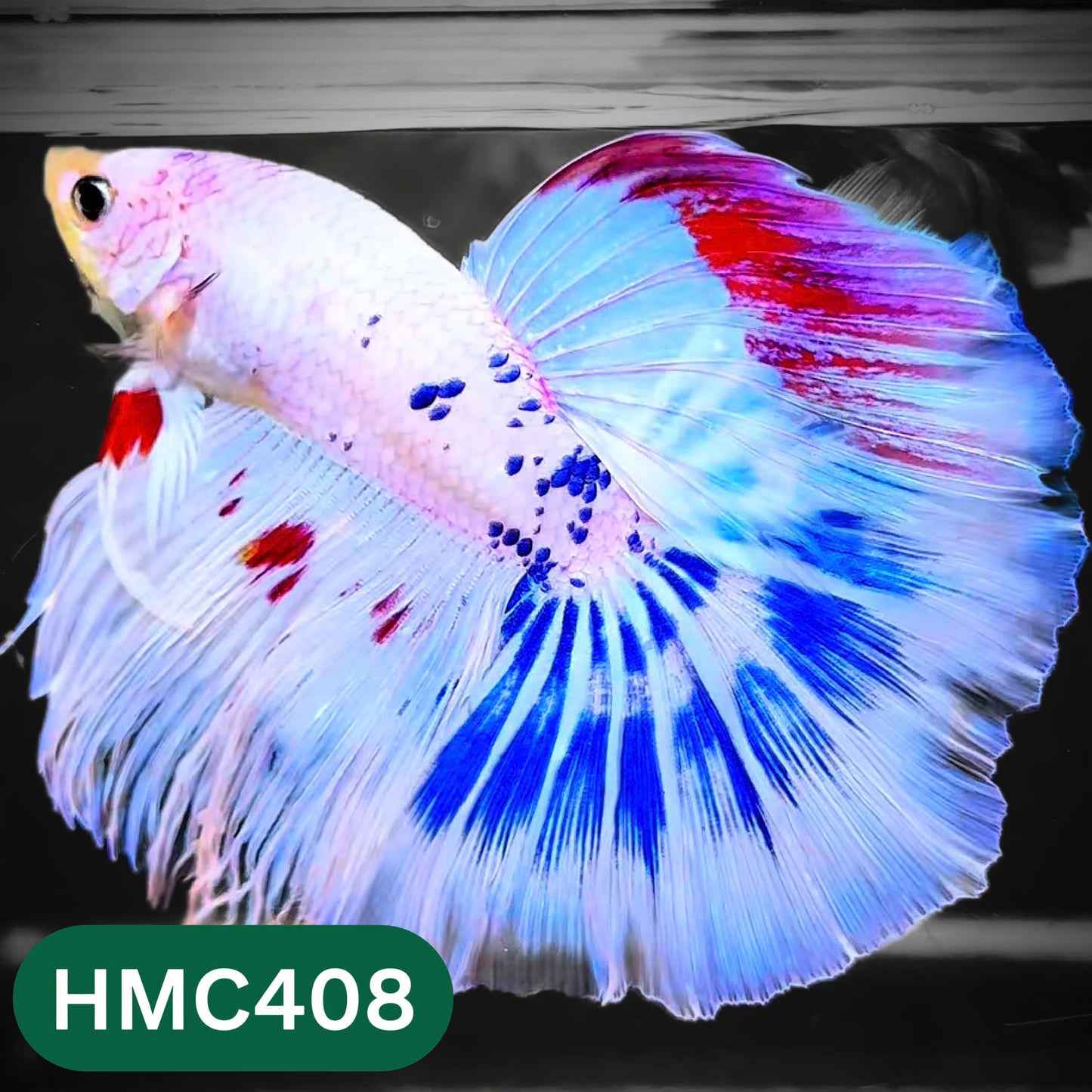 Multicolor Halfmoon Male Betta Fish | Order Directly From Farm | You Pick Fish