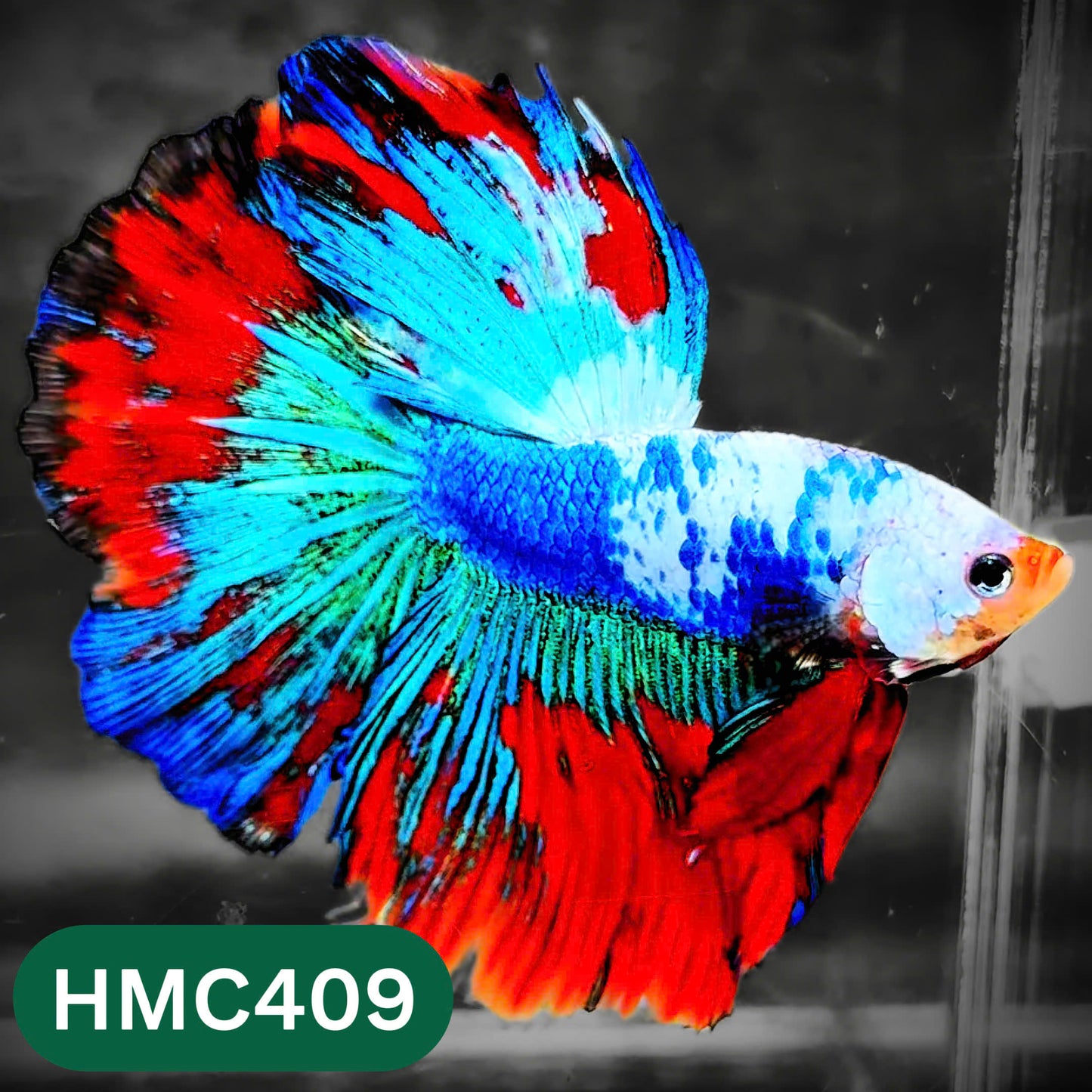 Multicolor Halfmoon Male Betta Fish | Order Directly From Farm | You Pick Fish