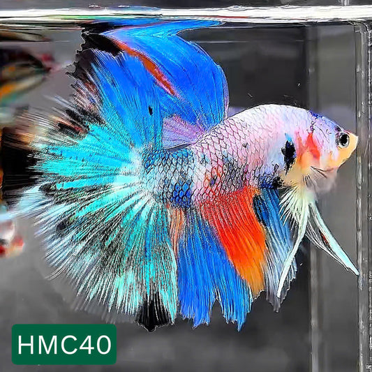 Multicolor Halfmoon Male Betta Fish | High Grade | Order Directly From Farm |  You Pick Fish |