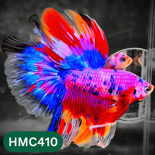 Multicolor Halfmoon Male Betta Fish | Order Directly From Farm | You Pick Fish