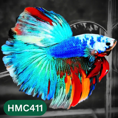 Multicolor Halfmoon Male Betta Fish | Order Directly From Farm | You Pick Fish