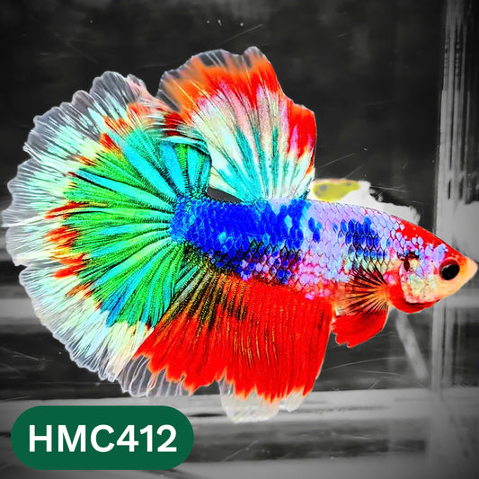 Multicolor Halfmoon Male Betta Fish | Order Directly From Farm | You Pick Fish