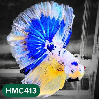 Multicolor Halfmoon Male Betta Fish | Order Directly From Farm | You Pick Fish