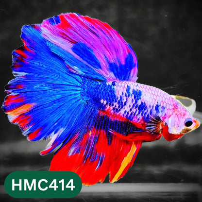 Multicolor Halfmoon Male Betta Fish | Order Directly From Farm | You Pick Fish