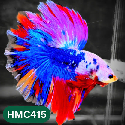 Multicolor Halfmoon Male Betta Fish | Order Directly From Farm | You Pick Fish