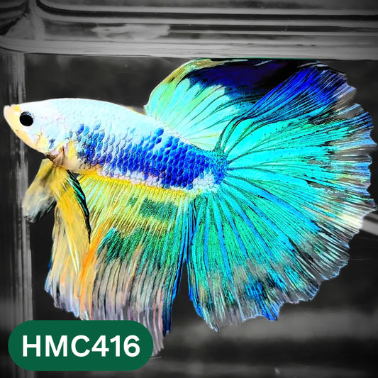 Multicolor Halfmoon Male Betta Fish | Order Directly From Farm | You Pick Fish