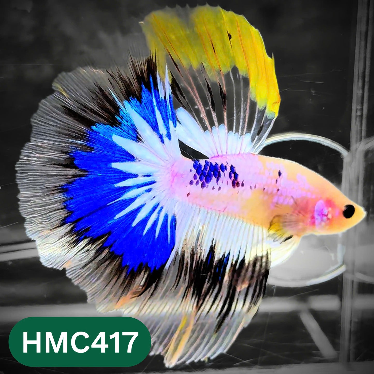 Multicolor Halfmoon Male Betta Fish | Order Directly From Farm | You Pick Fish