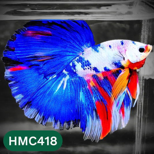 Multicolor Halfmoon Male Betta Fish | Order Directly From Farm | You Pick Fish