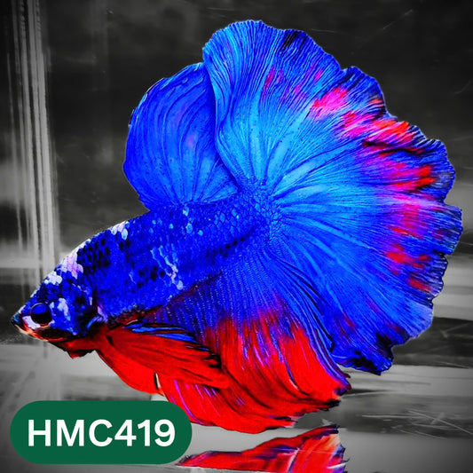 Multicolor Halfmoon Male Betta Fish | Order Directly From Farm | You Pick Fish