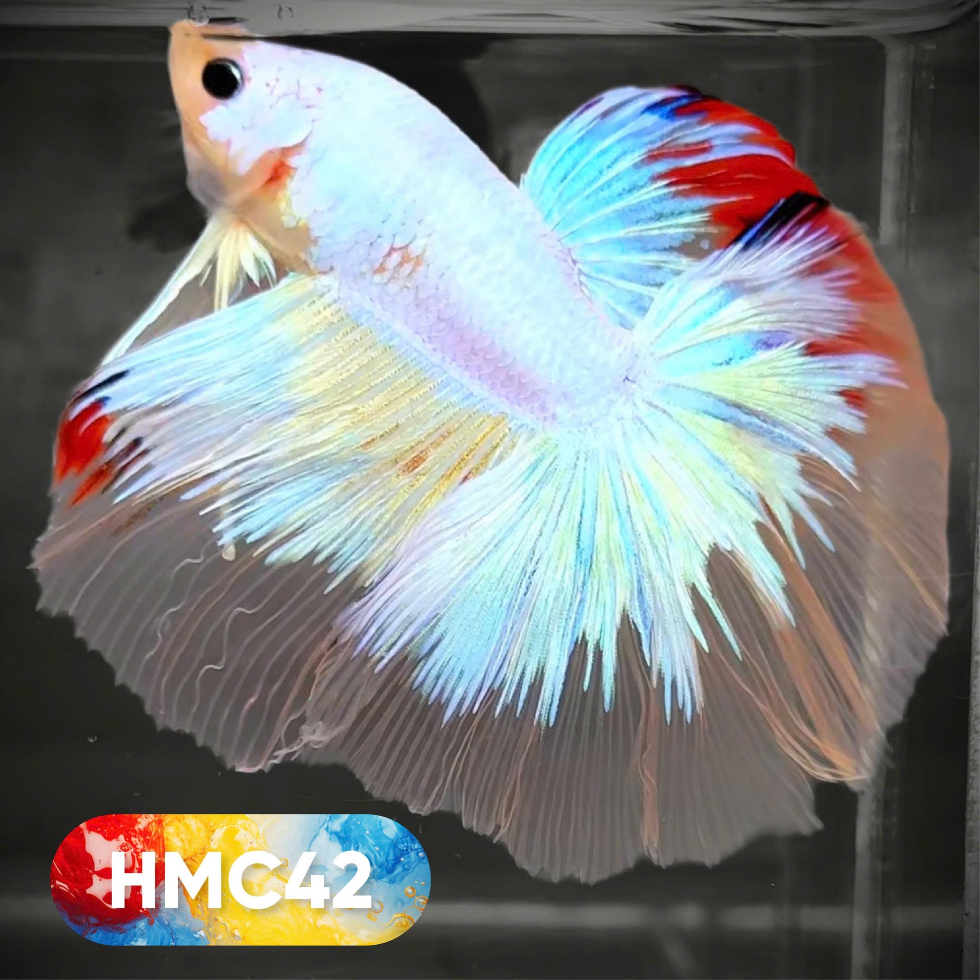 Koi Halfmoon Male Betta Fish