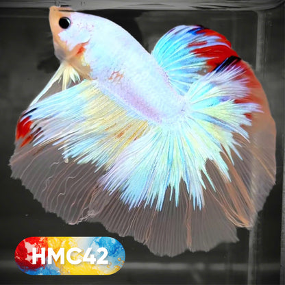Koi Halfmoon Male Betta Fish