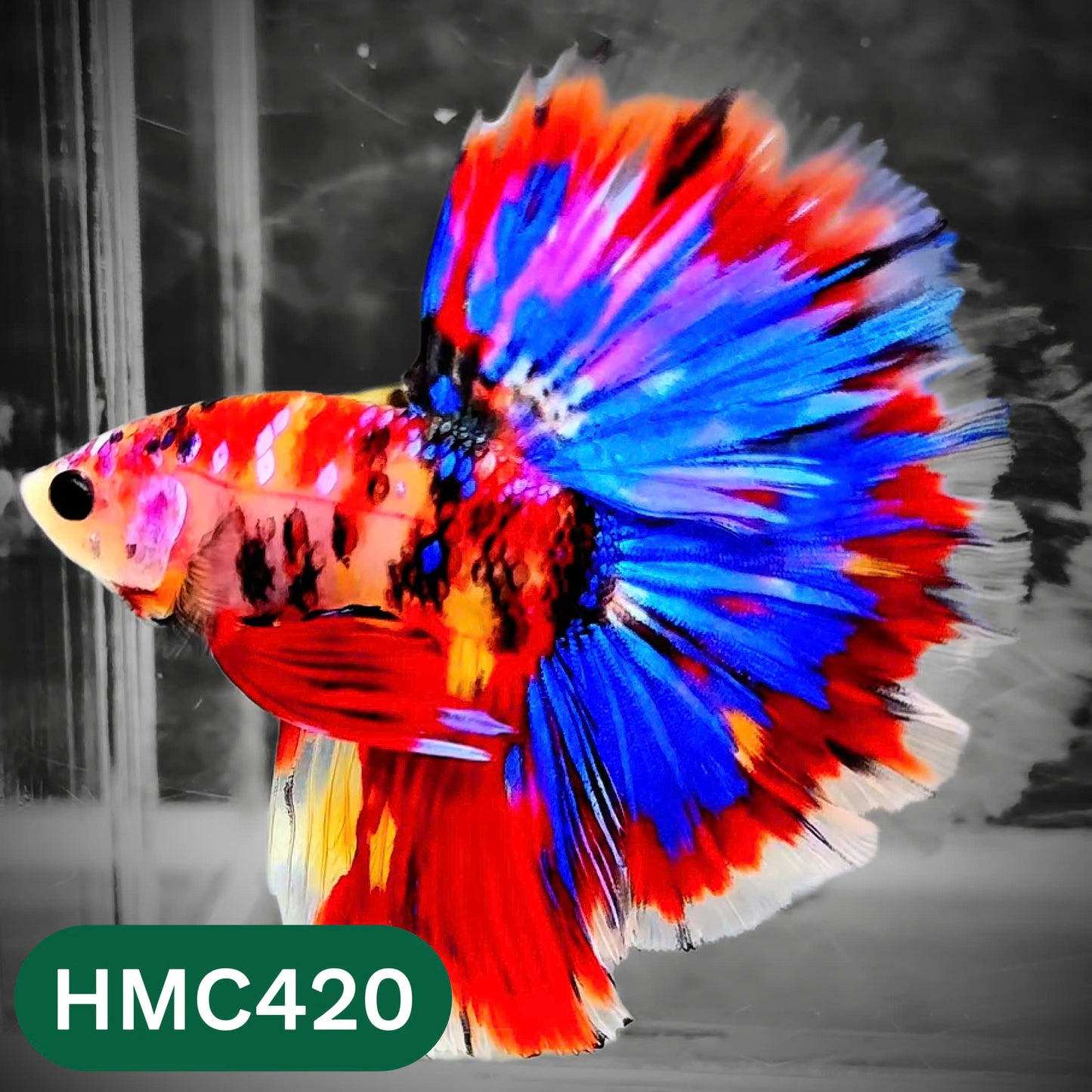 Multicolor Halfmoon Male Betta Fish | Order Directly From Farm | You Pick Fish