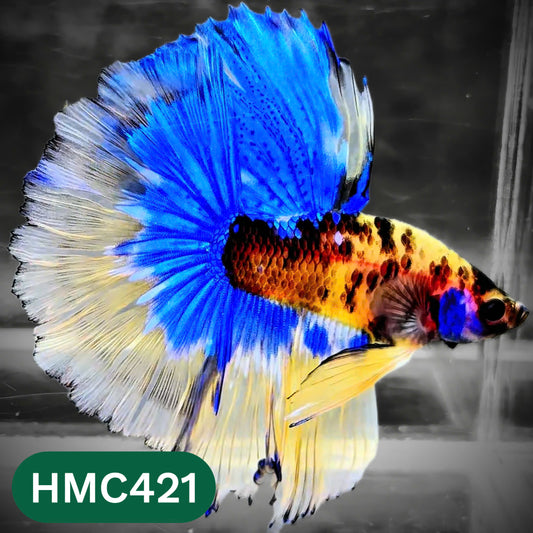 Multicolor Halfmoon Male Betta Fish | Order Directly From Farm | You Pick Fish