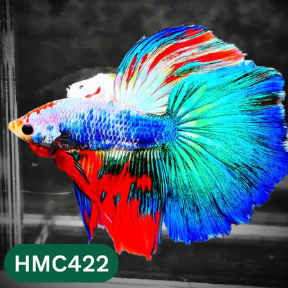 Multicolor Halfmoon Male Betta Fish | Order Directly From Farm | You Pick Fish