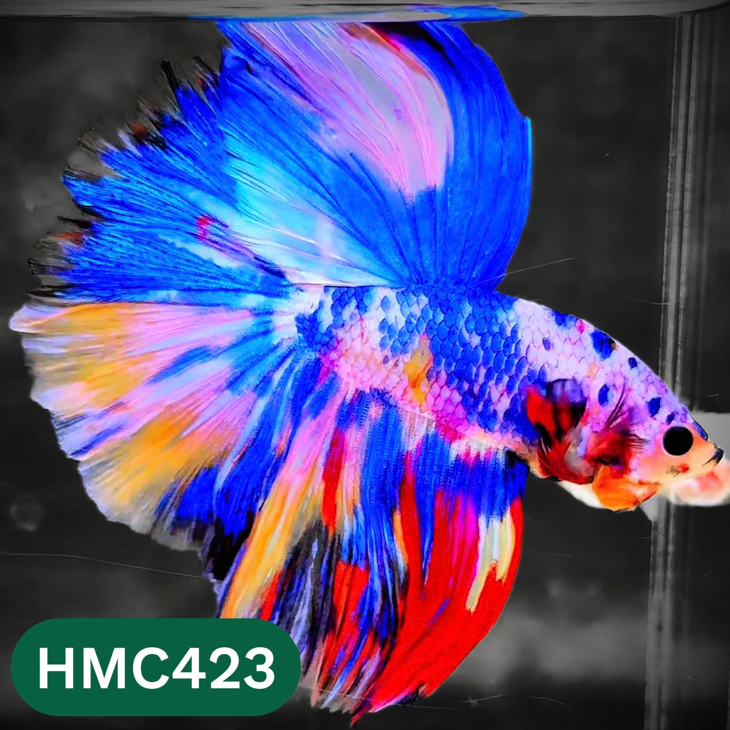 Multicolor Halfmoon Male Betta Fish | Order Directly From Farm | You Pick Fish