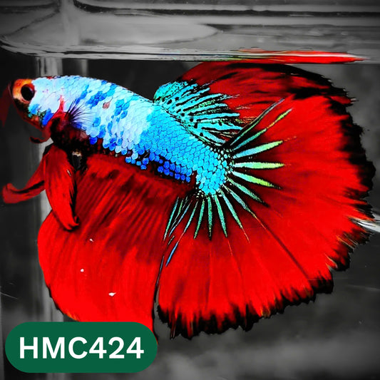 Multicolor Halfmoon Male Betta Fish | Order Directly From Farm | You Pick Fish