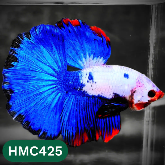Multicolor Halfmoon Male Betta Fish | Order Directly From Farm | You Pick Fish