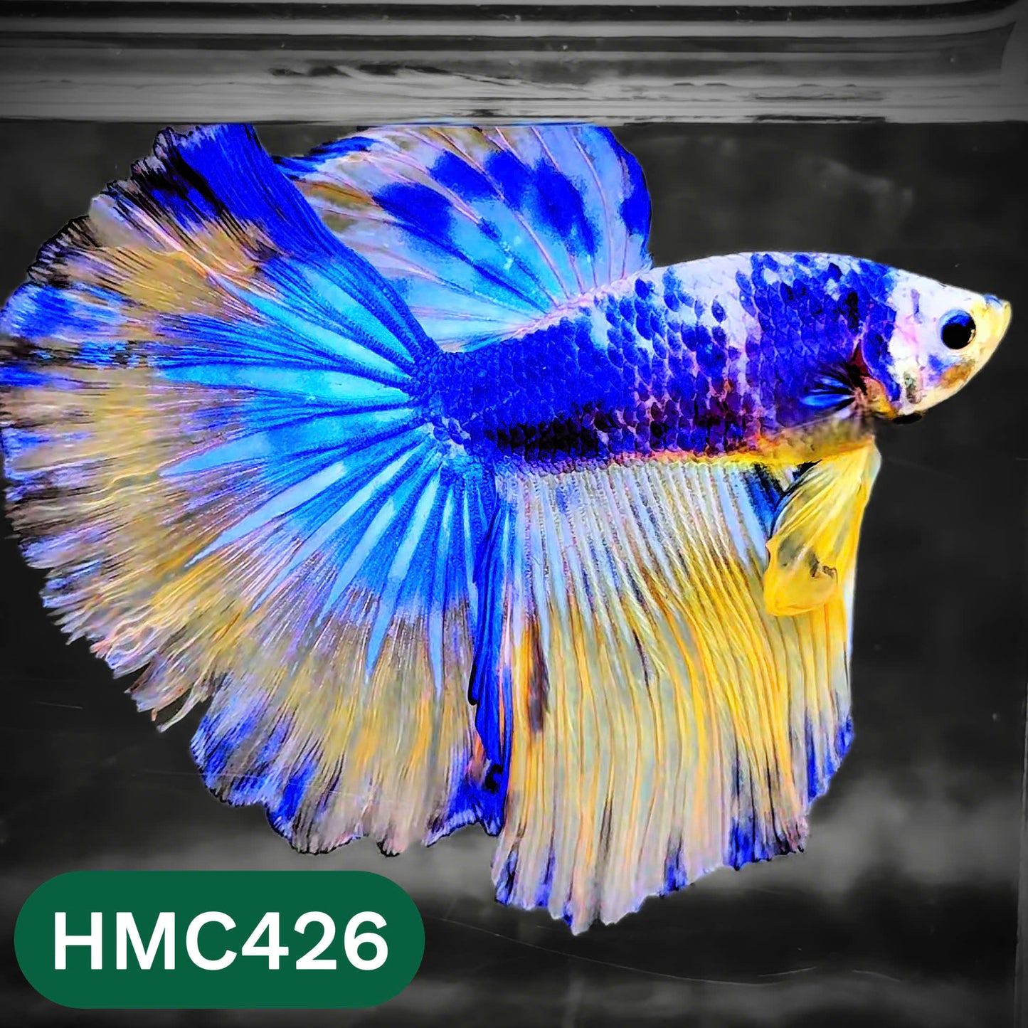 Multicolor Halfmoon Male Betta Fish | Order Directly From Farm | You Pick Fish