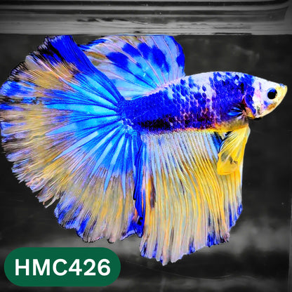 Multicolor Halfmoon Male Betta Fish | Order Directly From Farm | You Pick Fish