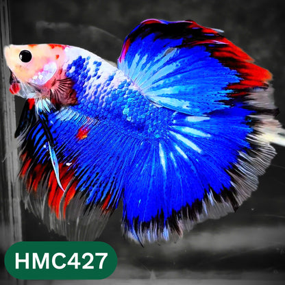 Multicolor Halfmoon Male Betta Fish | Order Directly From Farm | You Pick Fish