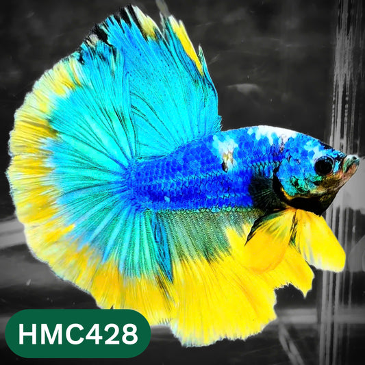 Multicolor Halfmoon Male Betta Fish | Order Directly From Farm | You Pick Fish