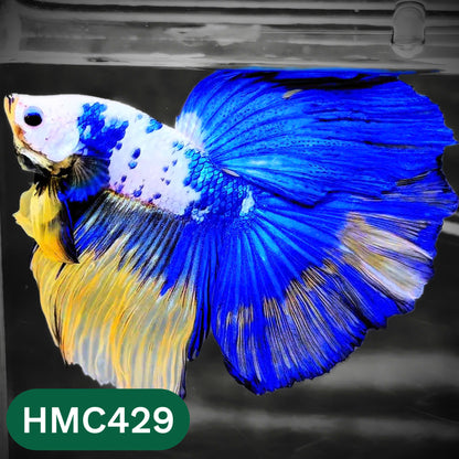 Multicolor Halfmoon Male Betta Fish | Order Directly From Farm | You Pick Fish
