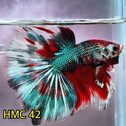 Multicolor Halfmoon Male Betta Fish | Order Directly From Farm | You Pick Fish