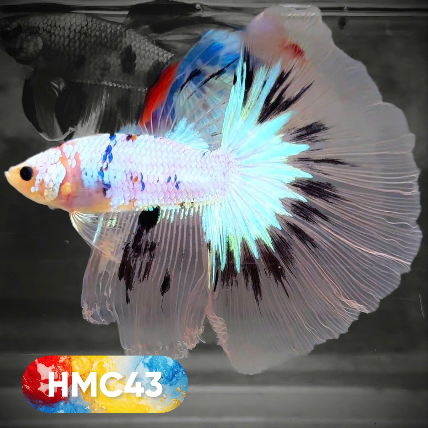 Koi Halfmoon Male Betta Fish