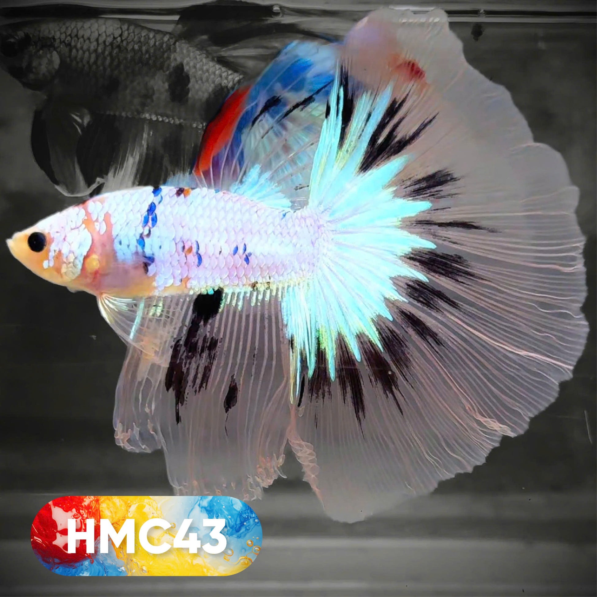 Koi Halfmoon Male Betta Fish