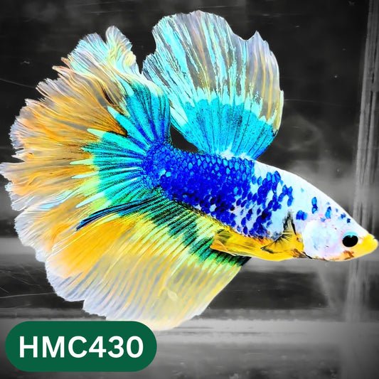 Multicolor Halfmoon Male Betta Fish | Order Directly From Farm | You Pick Fish