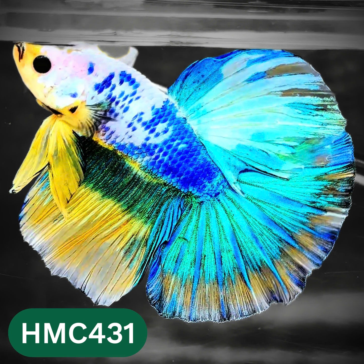 Multicolor Halfmoon Male Betta Fish | Order Directly From Farm | You Pick Fish
