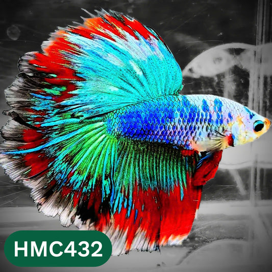 Multicolor Halfmoon Male Betta Fish | Order Directly From Farm | You Pick Fish