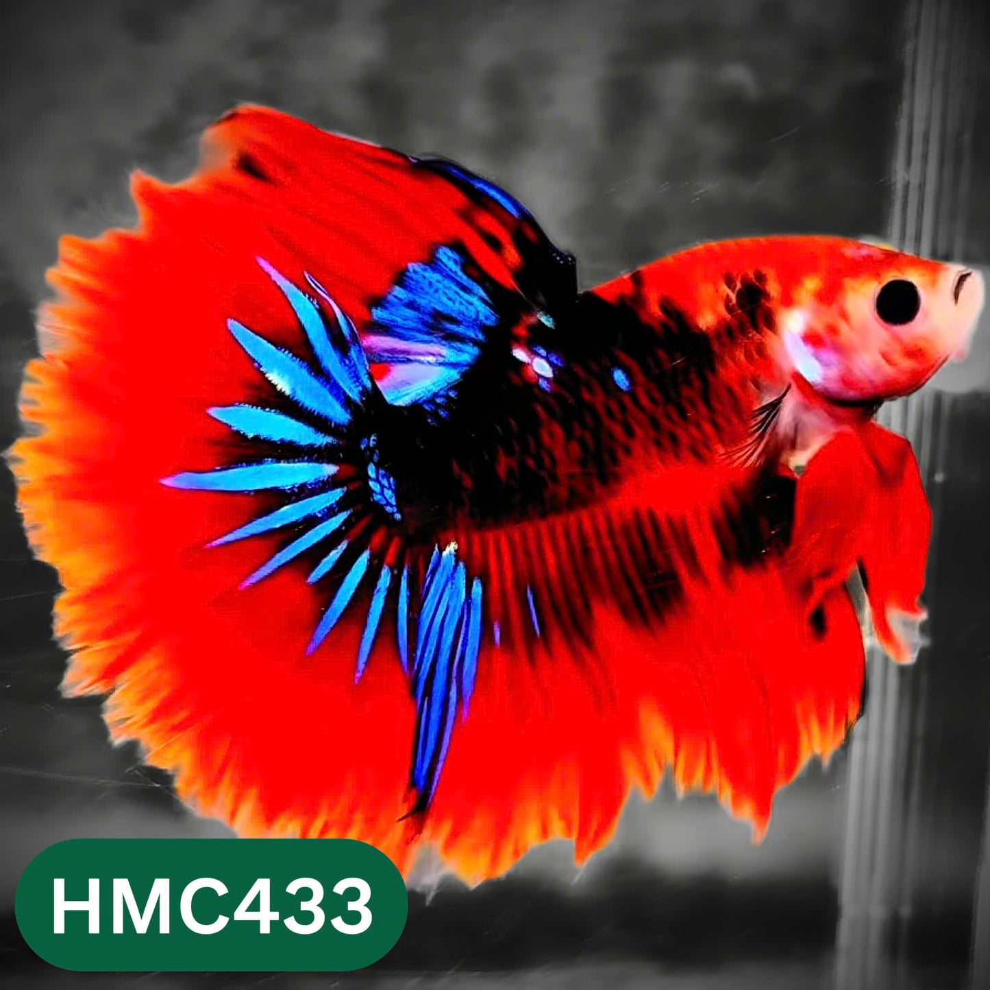 Multicolor Halfmoon Male Betta Fish | Order Directly From Farm | You Pick Fish