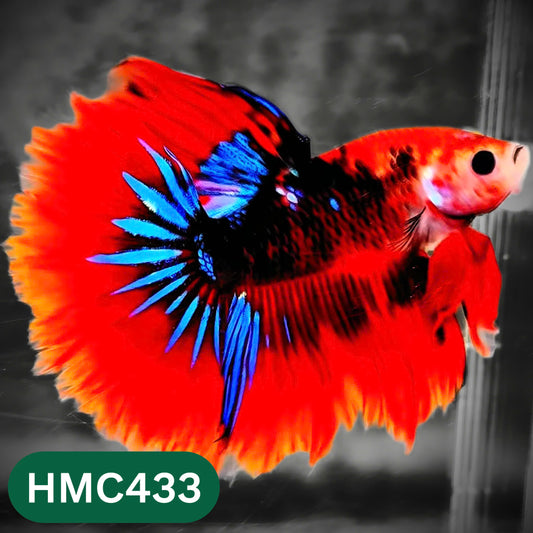 Multicolor Halfmoon Male Betta Fish | Order Directly From Farm | You Pick Fish