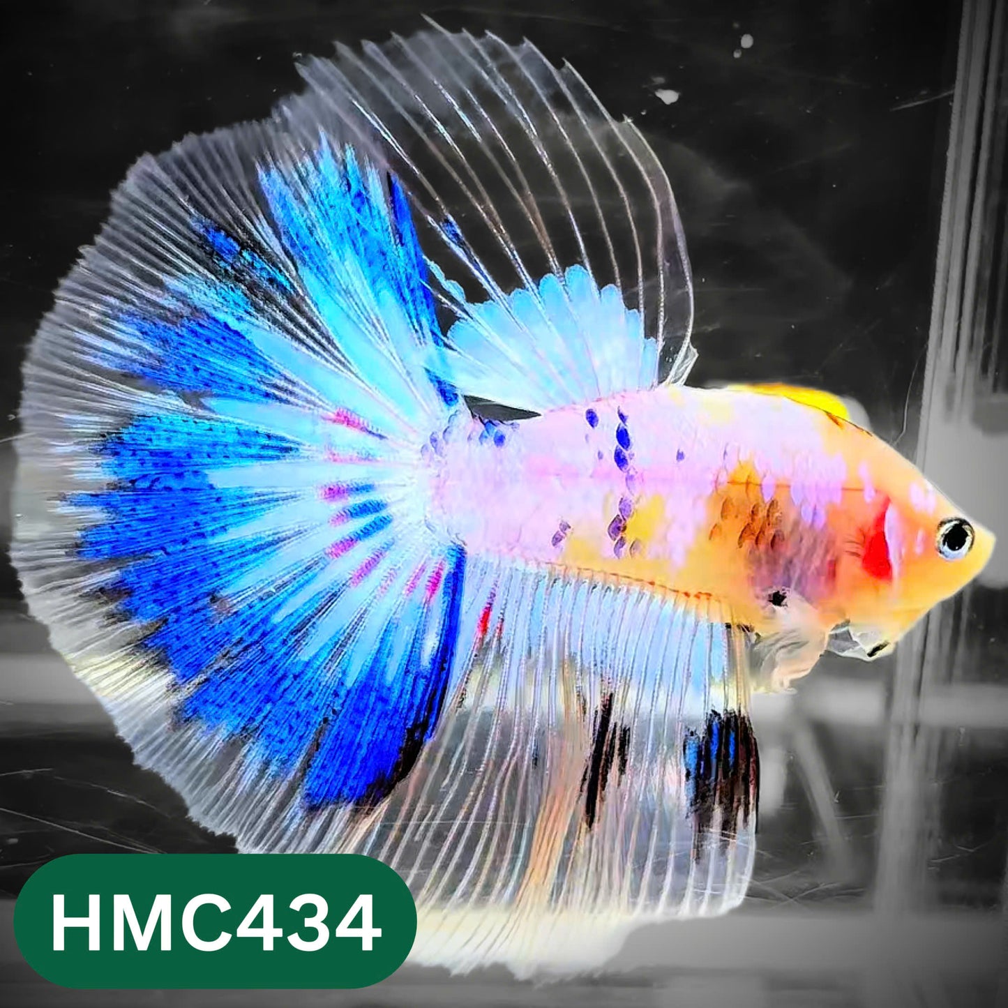 Multicolor Halfmoon Male Betta Fish | Order Directly From Farm | You Pick Fish