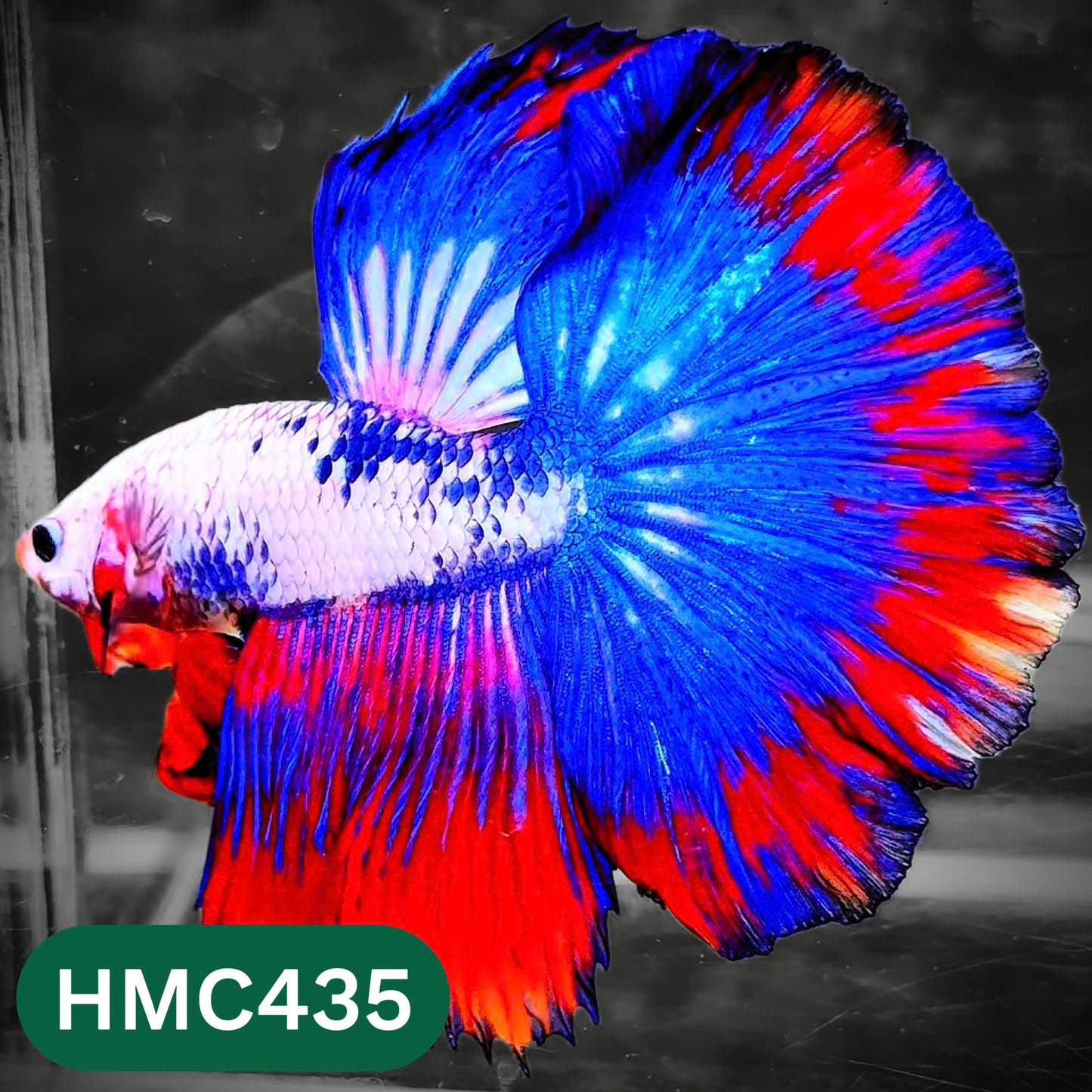 Multicolor Halfmoon Male Betta Fish | Order Directly From Farm | You Pick Fish