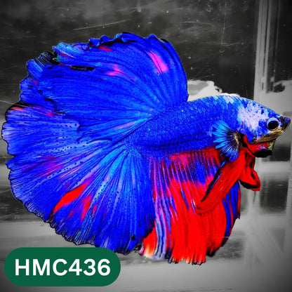 Multicolor Halfmoon Male Betta Fish | Order Directly From Farm | You Pick Fish