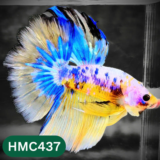 Multicolor Halfmoon Male Betta Fish | Order Directly From Farm | You Pick Fish
