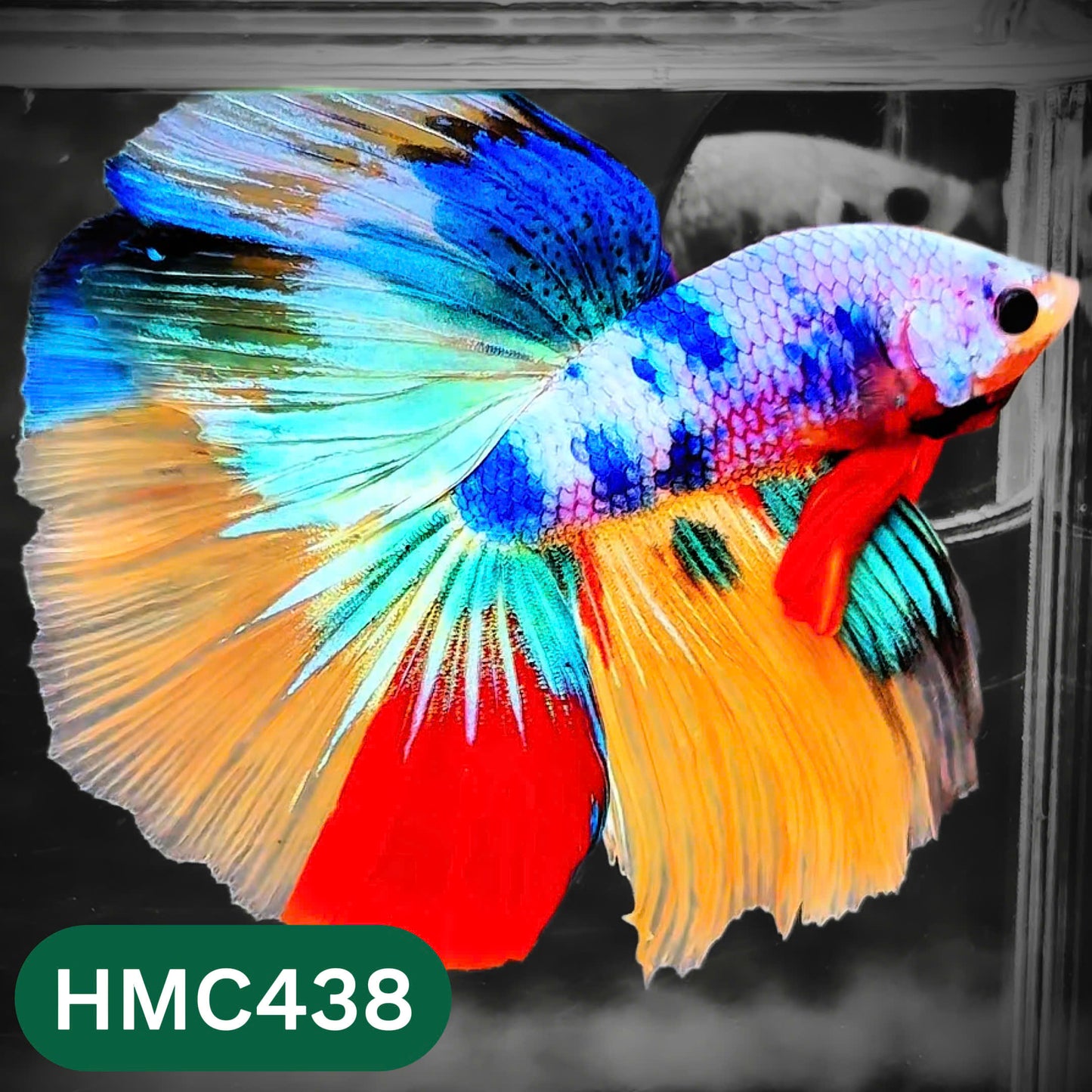 Multicolor Halfmoon Male Betta Fish | Order Directly From Farm | You Pick Fish