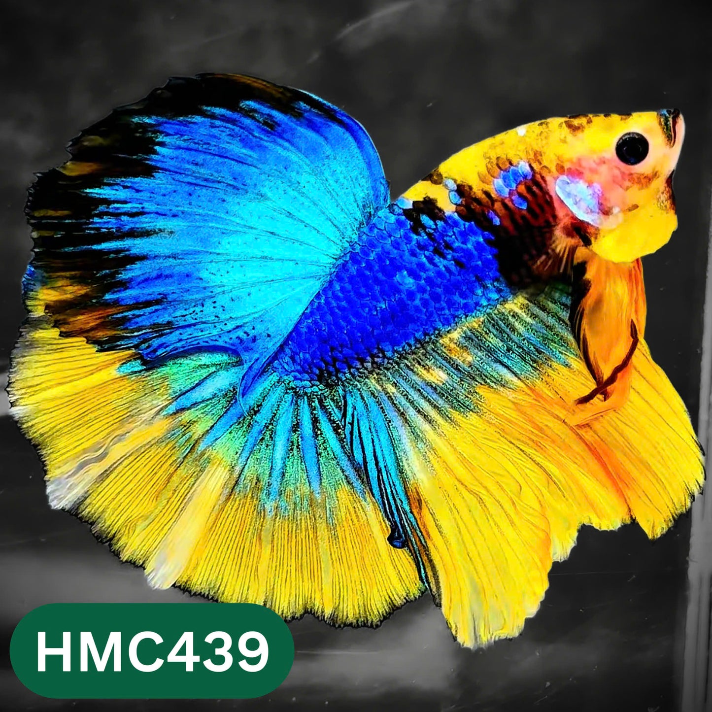 Multicolor Halfmoon Male Betta Fish | Order Directly From Farm | You Pick Fish