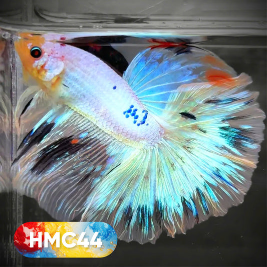 Koi Halfmoon Male Betta Fish